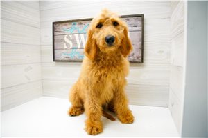 Paige - Goldendoodle for sale