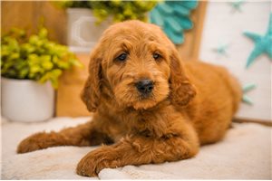 Chloe - Goldendoodle for sale