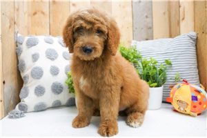 Zorro - puppy for sale