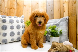 Zuri - Goldendoodle for sale