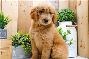 Zinnia - Goldendoodle for sale
