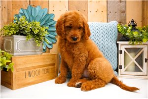 Camila - Goldendoodle for sale