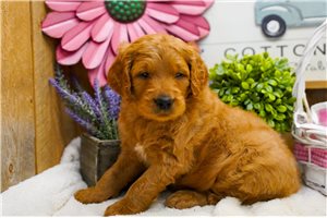 Caleb - Goldendoodle for sale