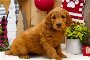 Francine - Goldendoodle for sale