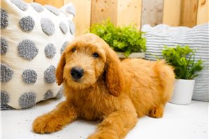 Niles - Goldendoodle for sale