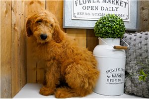Niles - Goldendoodle for sale