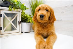Nate - Goldendoodle for sale