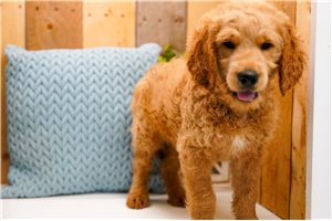 Cooper - Goldendoodle for sale