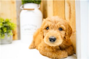 Niles - Goldendoodle for sale