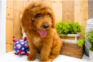 Ziggy - Goldendoodle for sale