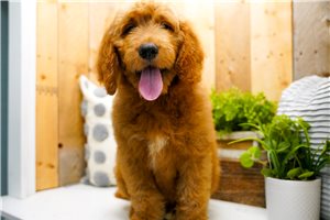 Zorro - Goldendoodle for sale