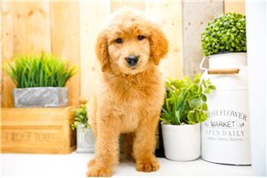 Paul - Goldendoodle for sale