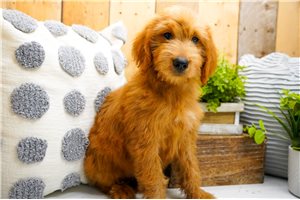 Zelda - Goldendoodle for sale