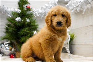 Darla - Goldendoodle for sale