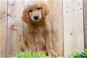 Peter - Goldendoodle for sale