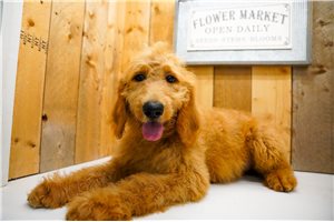 Paige - Goldendoodle for sale
