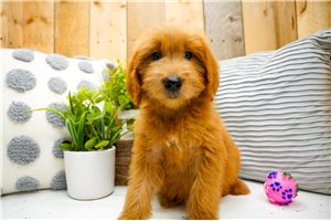 Zelda - puppy for sale