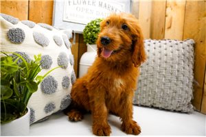 Zachary - Goldendoodle for sale