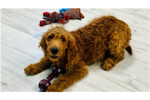 Zara - puppy for sale