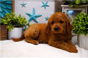 Camila - Goldendoodle for sale