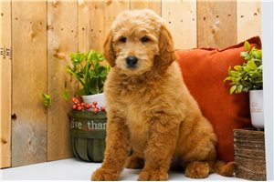 Kristoff - puppy for sale