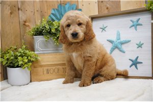 Cooper - Goldendoodle for sale