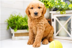 Paige - puppy for sale