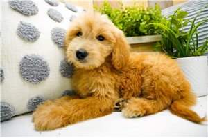 Ziggy - puppy for sale