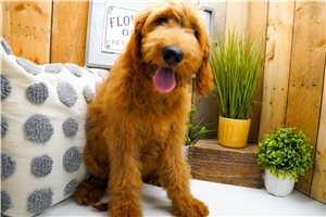 Nani - Goldendoodle for sale
