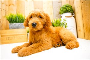 Nani - Goldendoodle for sale