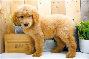 Paul - Goldendoodle for sale