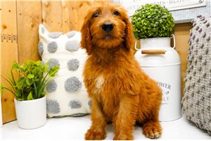 Zachary - puppy for sale