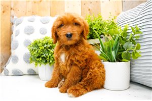 Zachary - puppy for sale