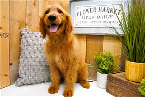 Zara - Goldendoodle for sale