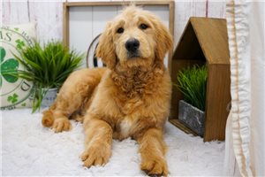 Abner - Goldendoodle for sale