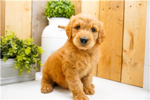 Niles - puppy for sale