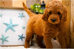 Claire - Goldendoodle for sale