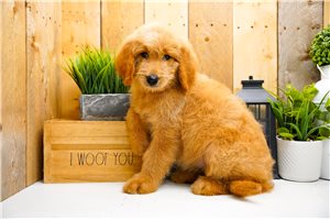 Pandora - Goldendoodle for sale