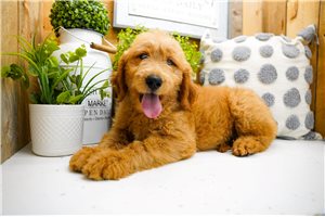 Puja - Goldendoodle for sale