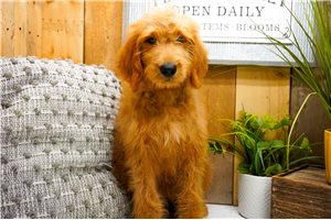 Zelda - Goldendoodle for sale