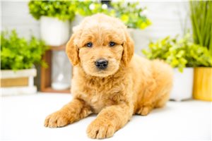 Paul - Goldendoodle for sale