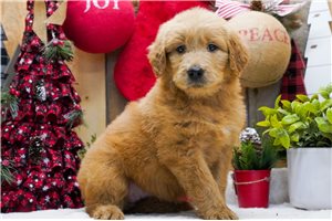 Darya - Goldendoodle for sale
