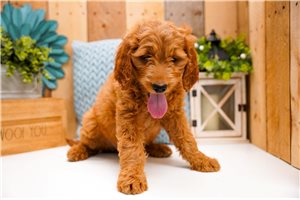 Charlotte - Goldendoodle for sale
