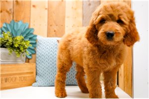 Charlotte - Goldendoodle for sale