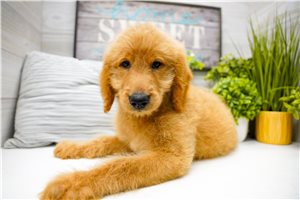 Paul - Goldendoodle for sale