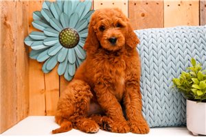 Claire - Goldendoodle for sale