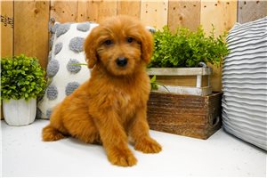 Zena - puppy for sale