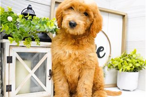 Zuri - Goldendoodle for sale