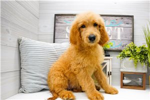 Pandora - Goldendoodle for sale