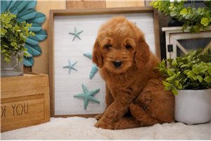 Charlotte - Goldendoodle for sale